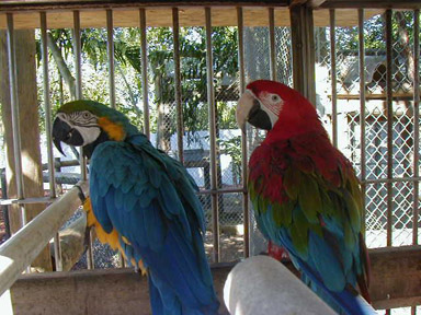 Papageie vorbereiten - Sonstiges - Hamburg