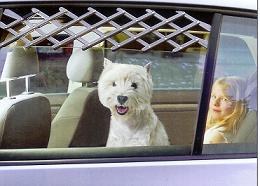 Praktisch - Auto Fenstergitter - Sonstiges - Bünde