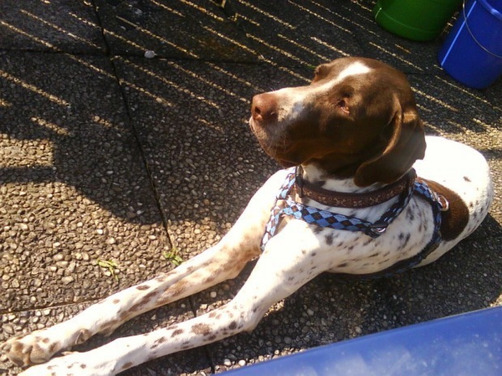 Pointer sucht dringend neues zuhause - Hunde - Brohl Lützing