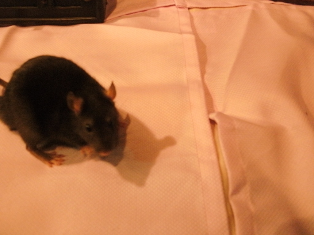 Süße Rattenmännchen abzugeben - Nagetiere - Dortmund