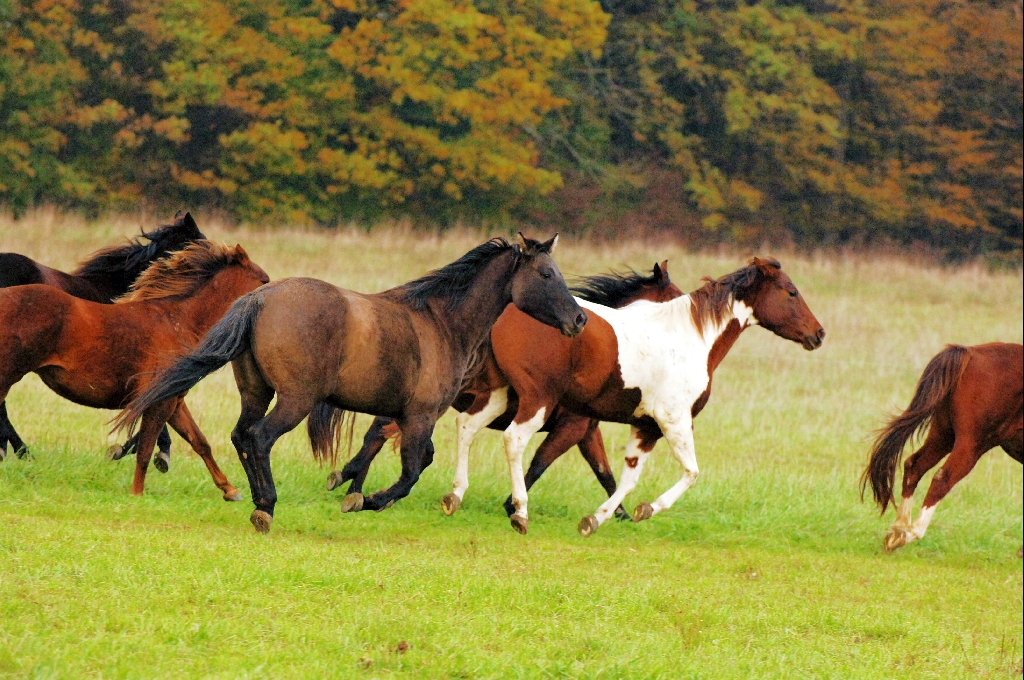 Paint u. Quarterhorses mit bester Abstammung - Sonstiges - Kleinblittersdorf
