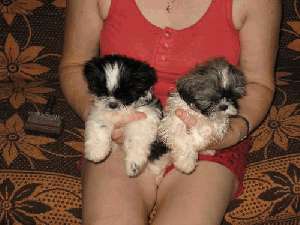 Shih-Tzu welpen - Sonstiges - Wesseling