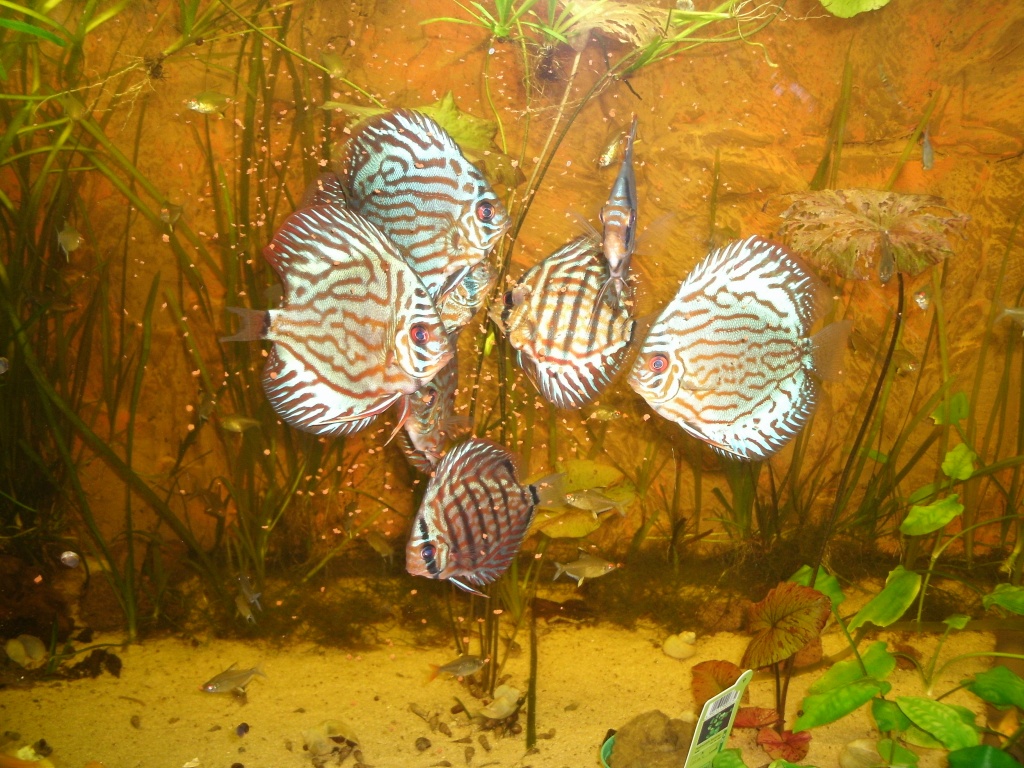 10 Brilliant-türkis Diskus - Fische - Holzkirchen