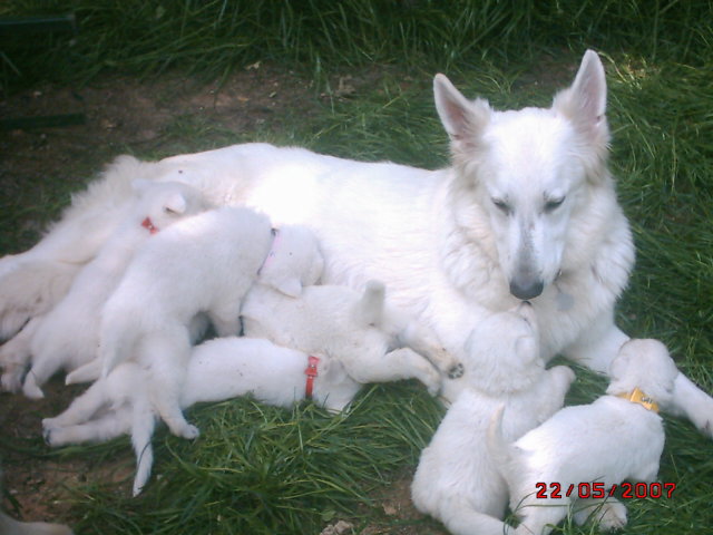 Weisser Schäferhund - Welpen - Sonstiges - Jossgrund