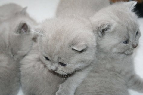 BKH-Kätzchen in creme u. lilac-tortie - Katzen - Staig