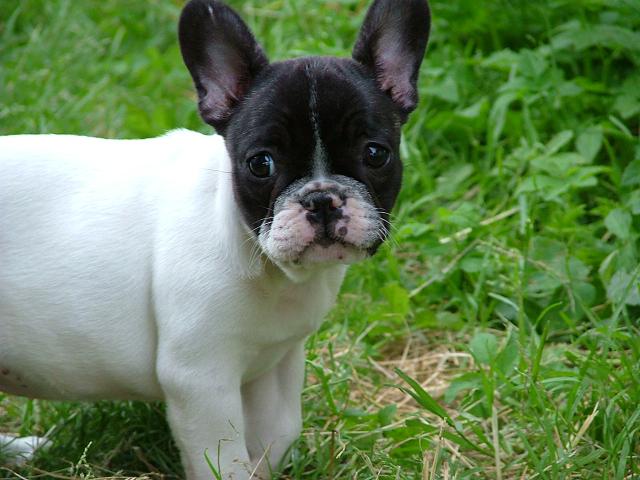 Französische Bulldogge - Hunde - Schlüsselfeld