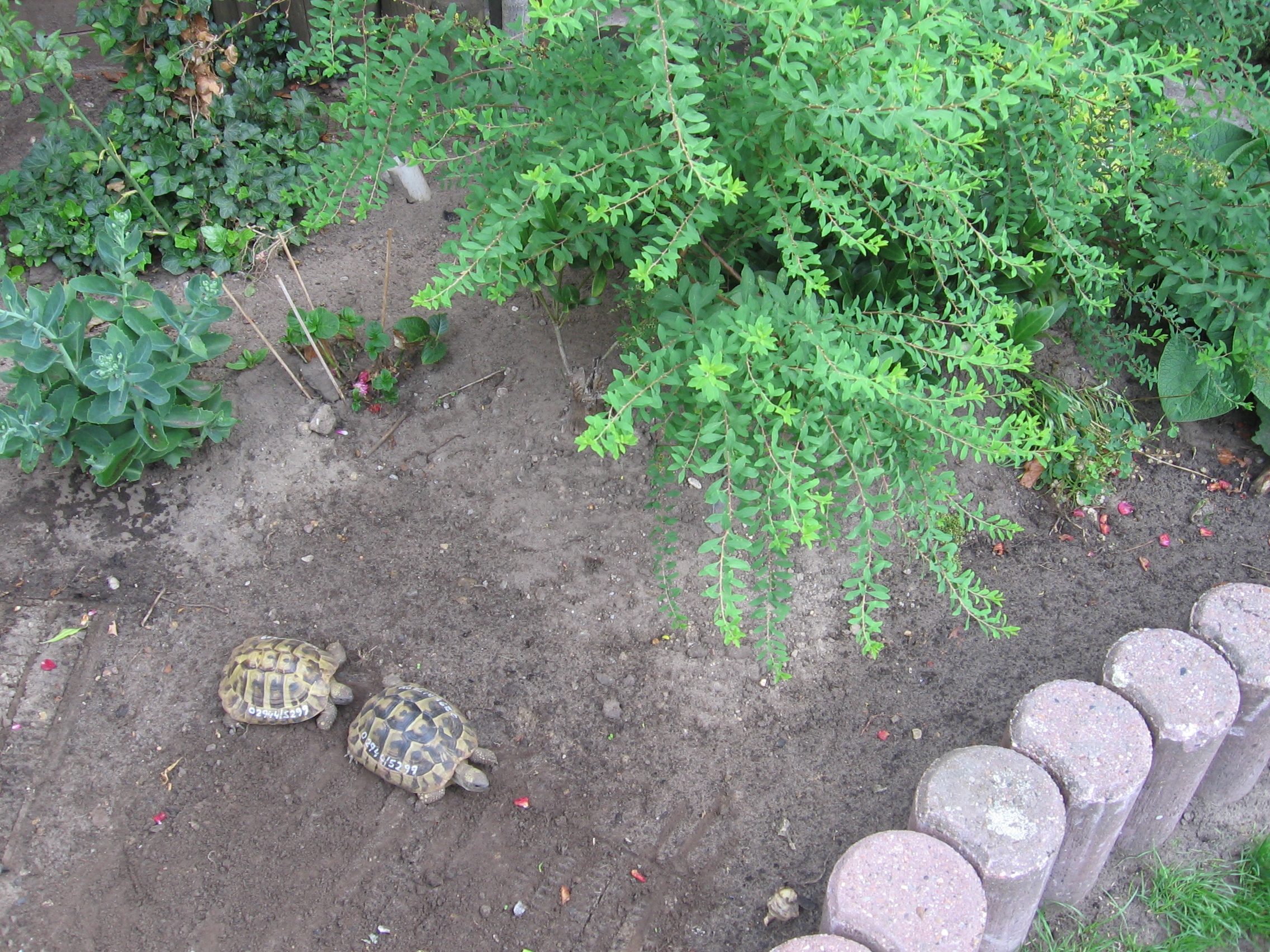 Suche weibl. Landschildkröte/n - Reptilien - Rietberg