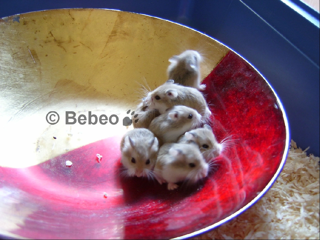 **++süsse Wuselhamster suchen einen neuen Bau**++ - Sonstiges - Dortmund