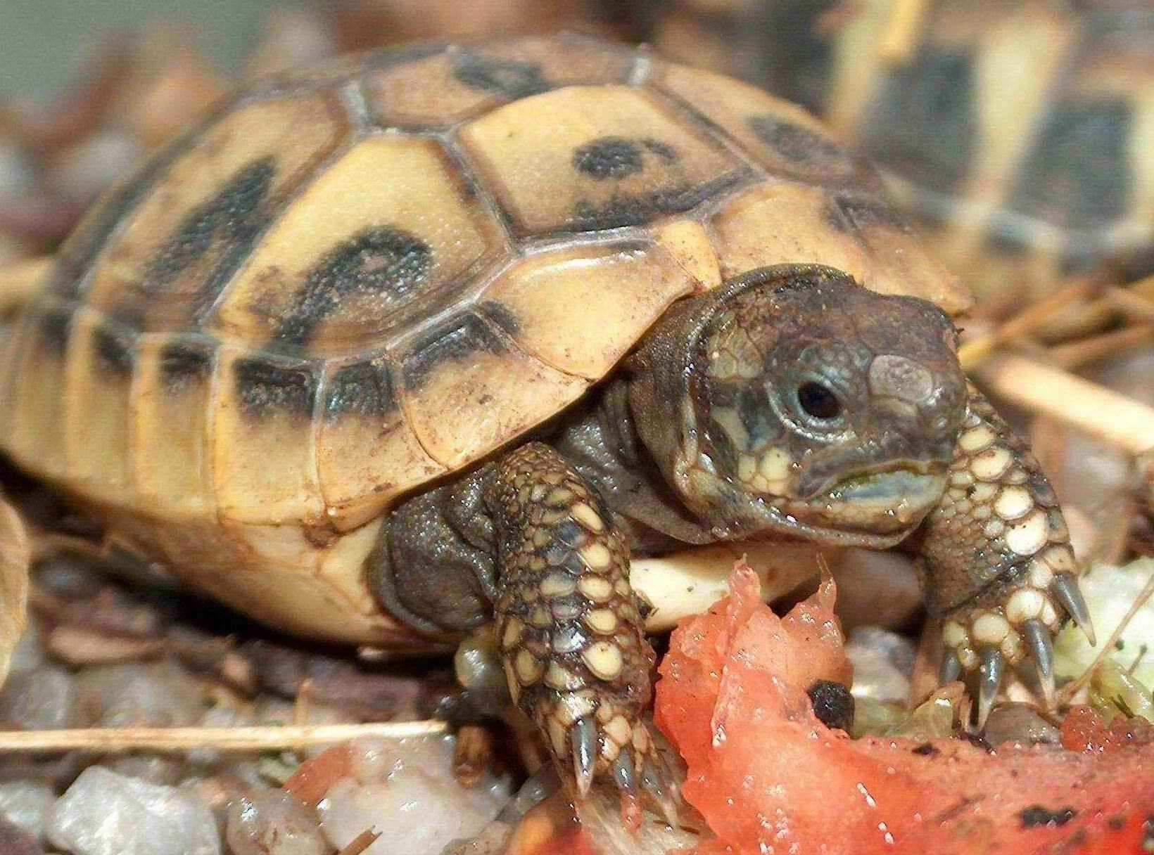 Griechische Landschildkröten zu verkaufen ! - Reptilien - Augsburg