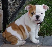 Reizendes Bulldoggenhundchen, das ein Heim braucht - Sonstiges - 4923 Camp Road