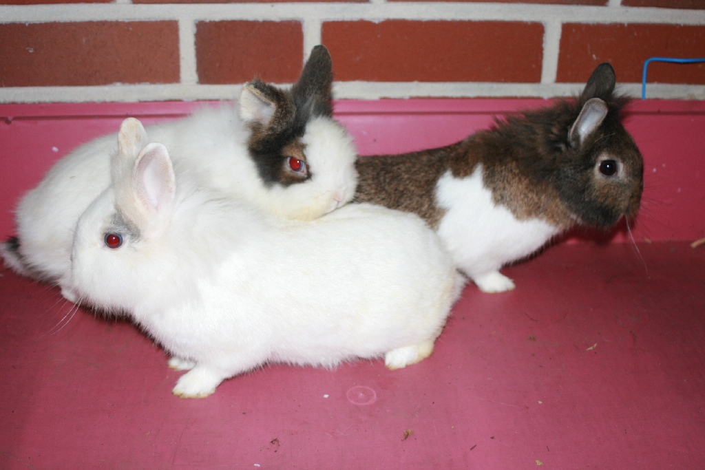 2 süße Kaninchen Böcke zu verschenken - Sonstiges - Senden