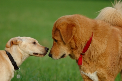 Liebevolles Dogwalking in München und Raum Starnberg - Sonstiges - München