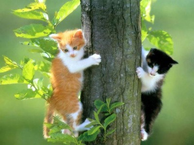 Gut ausgebildete Katzen zum Verkauf - Katzen - 6753434