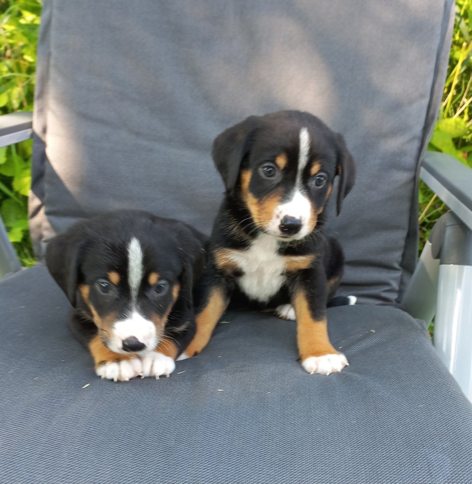 Appenzeller sennenhund welpen - Hunde - Gronau