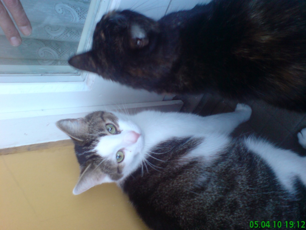Männlich und Weibliche Katze abzugeben - Katzen - Berlin