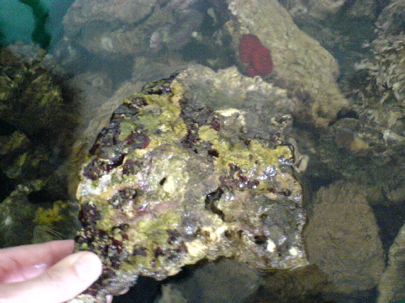 Top Lebendgestein - Sonstiges - Eschweiler