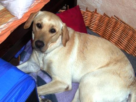 12 Monate alter Labrador - Sonstiges - Leipzig