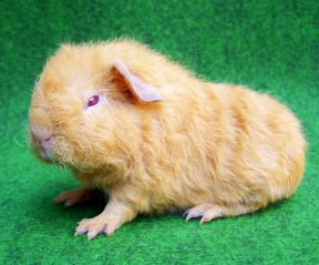 Rassemeerschweinchen in liebevolle Hände abzugeben - Sonstiges - Wilster