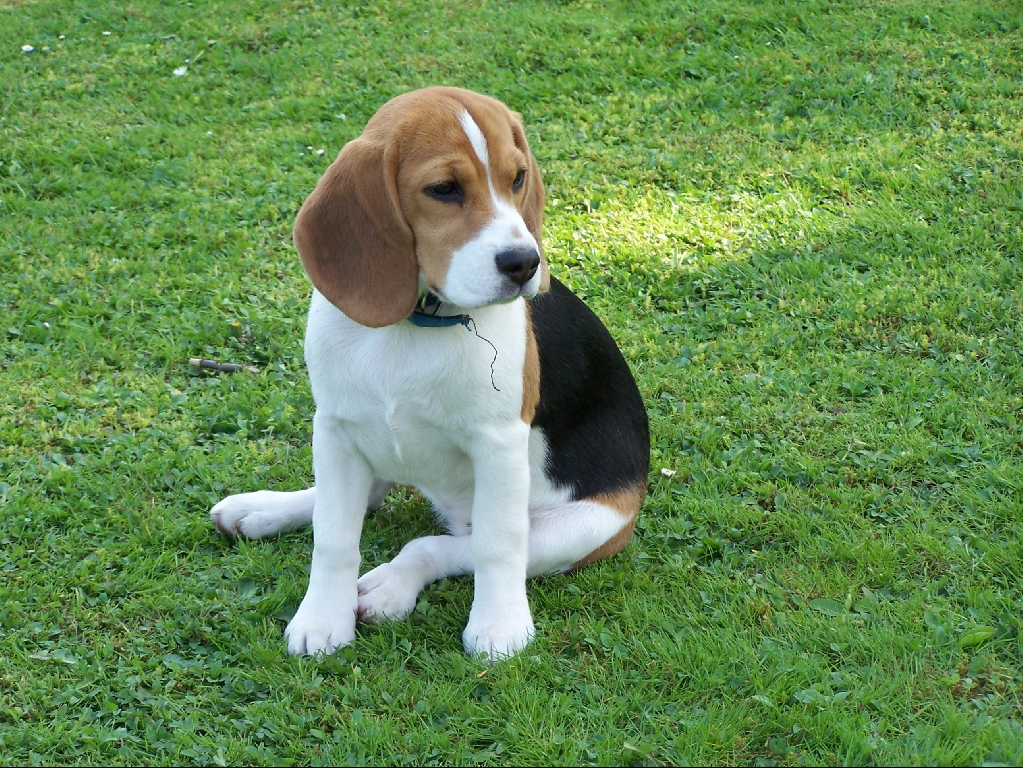 Wir erwarten Ende August unsere 1. Beaglewelpen - Hunde - Liebenau