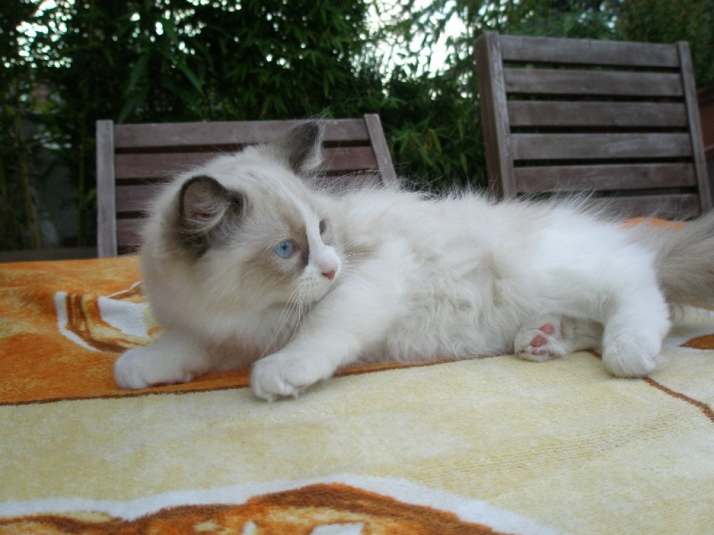 Ian von Bilk ( M ) Seal - Bicolour - Katzen - Düsseldorf