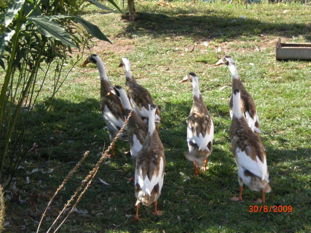 Laufenten von 09 abzugeben - Nutztiere - Oberscheinfeld