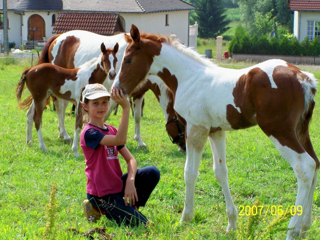 Paint u. Quarterhorses für Freizeit, Turnier u. Zucht - Sonstiges - Kleinblittersdorf