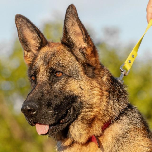 Greta...aufgeschlossene Hündin, liebt die Menschen - Hunde - Hünfelden