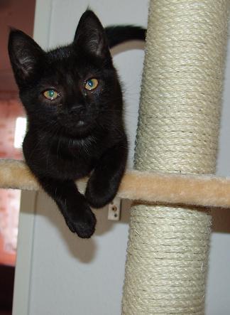 Kleine süße 10 Wochen alte Katze abzugeben mit Zubehör in Wilhelmshaven ! - Sonstiges - Wilhelmshaven