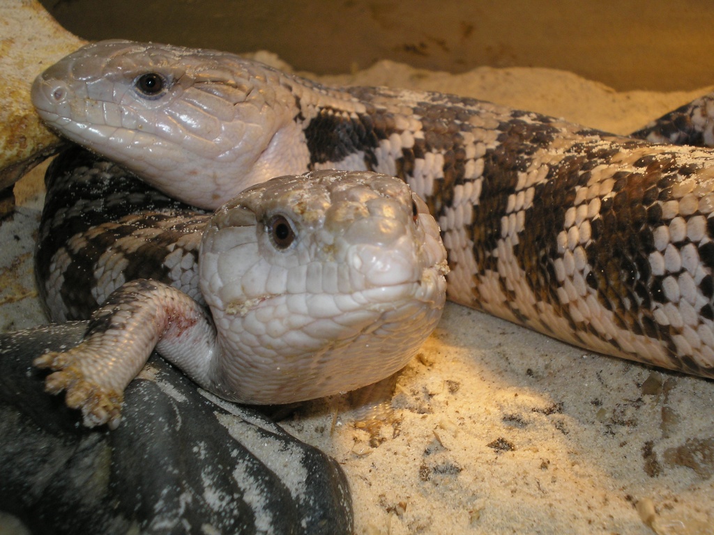 Blauzungenskinks Tiliqua scincoides - Reptilien - Bochum