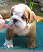 Bulldoggenhündchen zum Verkauf - Sonstiges - Berlin