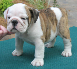 Bulldoggenhündchen zum Verkauf - Hunde - bond