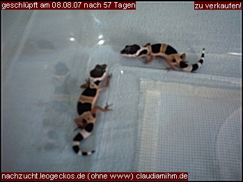 Leopardgeckos zu verkaufen! - Reptilien - Fulda