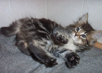 Norwegische Waldkatzenkitten - Katzen - Köln