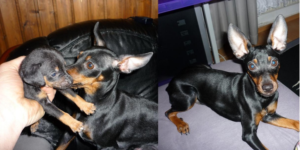 Zwergpinscher, Russkiy / Russischer Toy Terrier, Prager Rattler, - Hunde - Reichshof