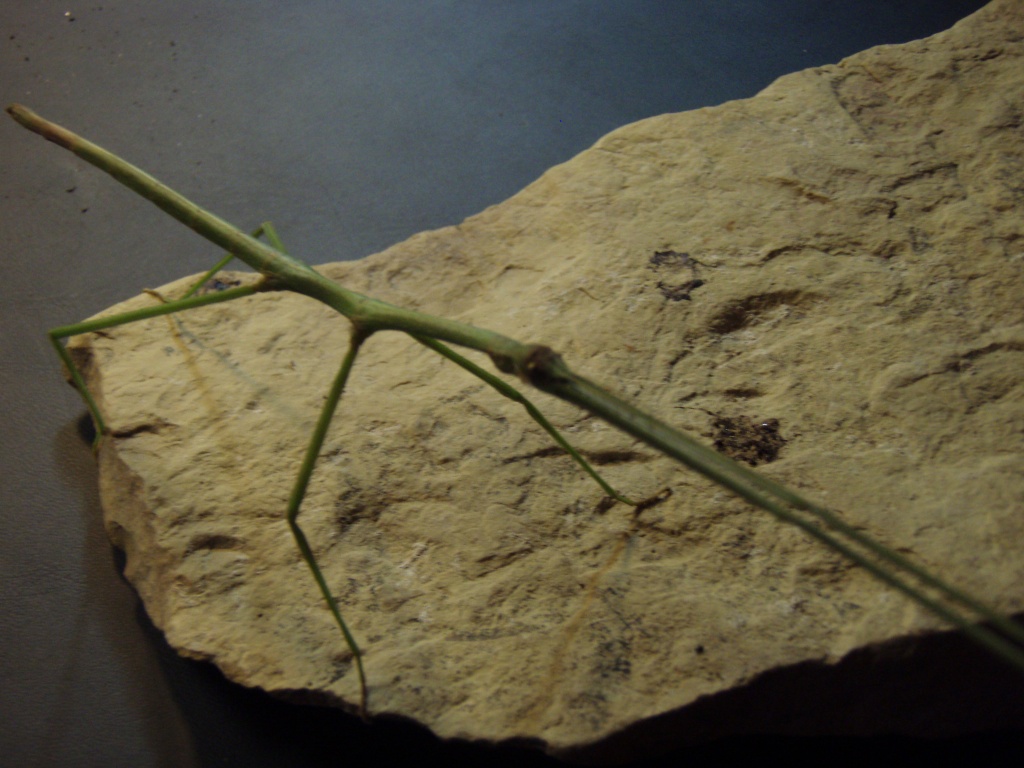 BIETE Ramulus Artemis Grüne Vietnam Stabschrecke - Insekten - Meinersen