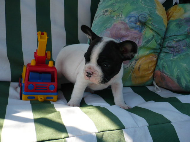 Fransösische Bulldoggen suchen ein neues zuhause. - Sonstiges - Heek
