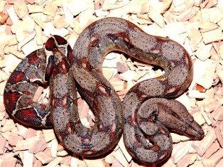 ECHTE COSTA RICA BOAS - Reptilien - Salzwedel Hansestadt