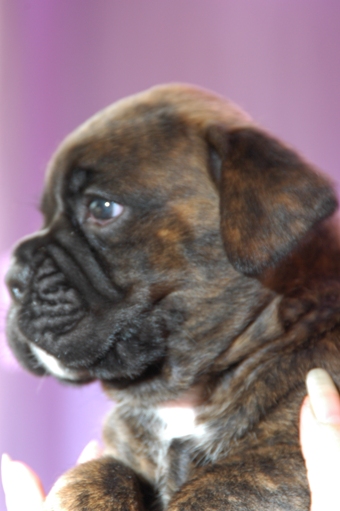 Wir haben Boxerwelpen mit Papiere - Sonstiges - Berlin