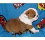 Englische Bulldoggenhündchen zum Verkauf - Hunde - 