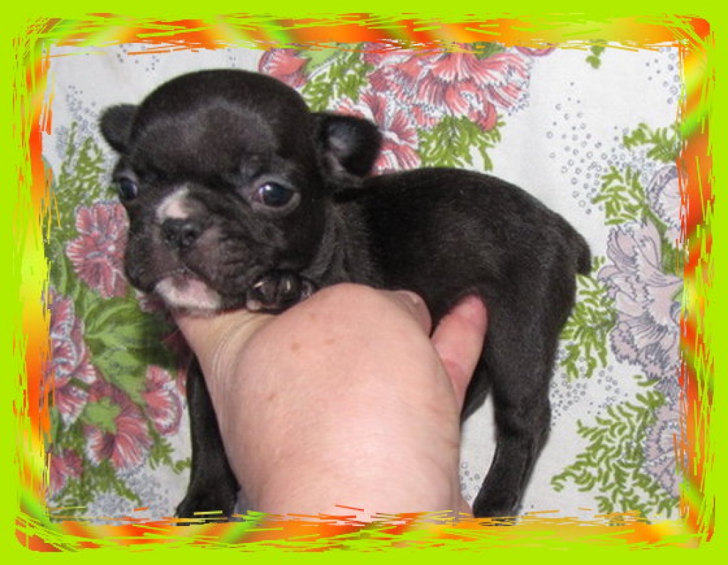 Typvolle French Bulldoggen - Hunde - Ulrichstein