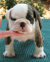 Bulldoggenhündchen zum Verkauf - Hunde - Berlin