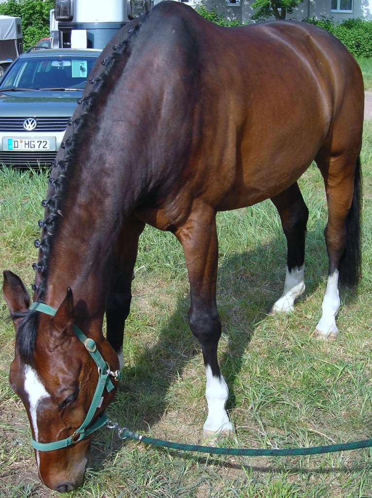 Biete RB an 15 Jährigem Oldenburger Wallach - Pferde - Hilden