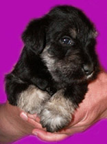 Zwergschnauzer schwarz/silber Welpen - Hunde - 