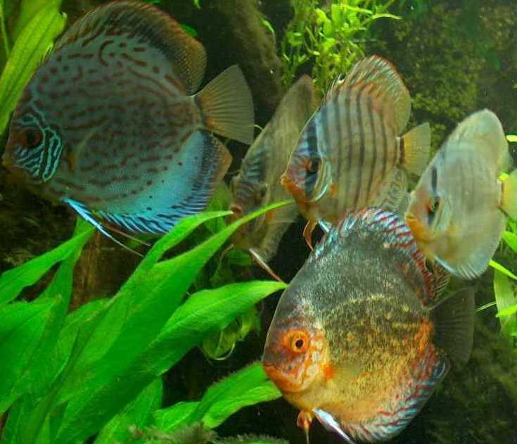 Top Wasserpflanzen und Fische - Fische - Dresden