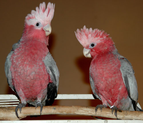 Kakadus und Eier zum Verkauf, - Voegel - München
