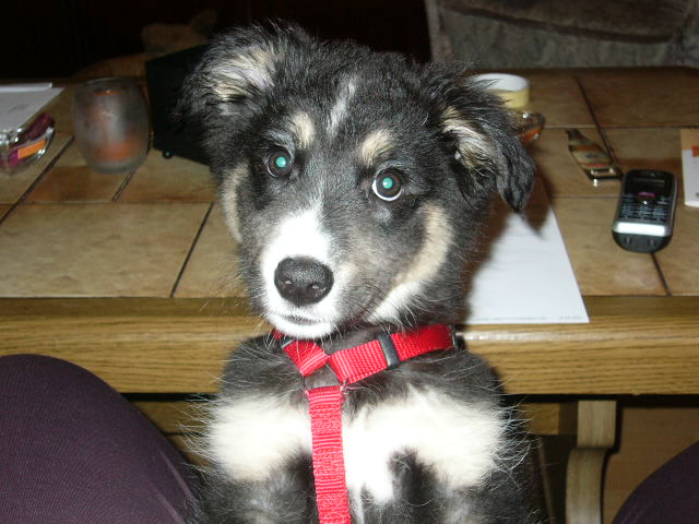 Mischlingshündin - Hunde - Bayerisch Gmain