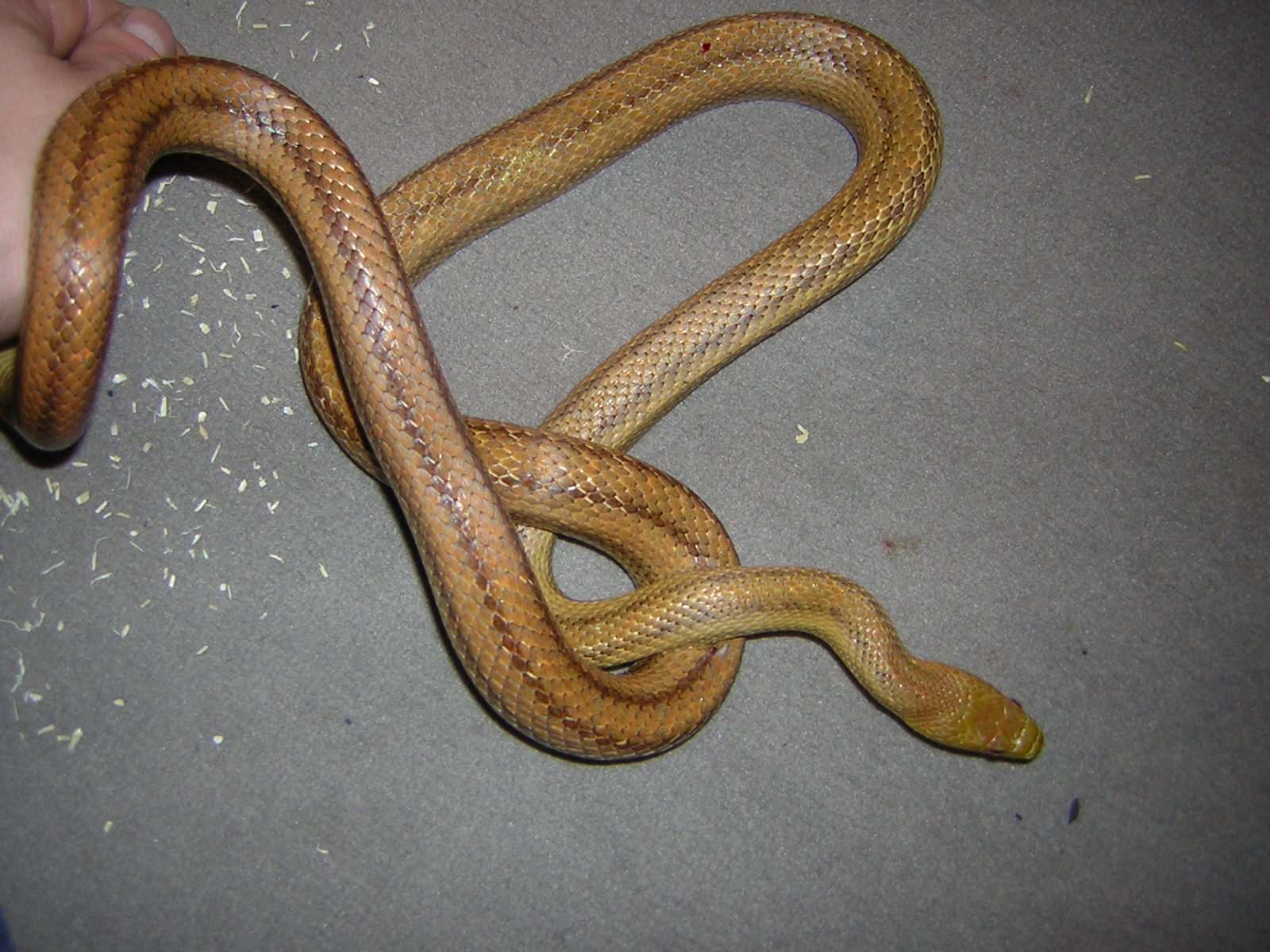 Kettennatter, Radiata, Kükennattern - Reptilien - Halvesbostel