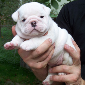 Englisch Bulldog Welpen für die Annahme - Hunde - 