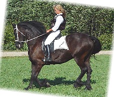 Unterbringung für 2 Pferde gesucht - dringend! Raum Waldmünchen (Kr. Cham) - Pferde - Tiefenbach