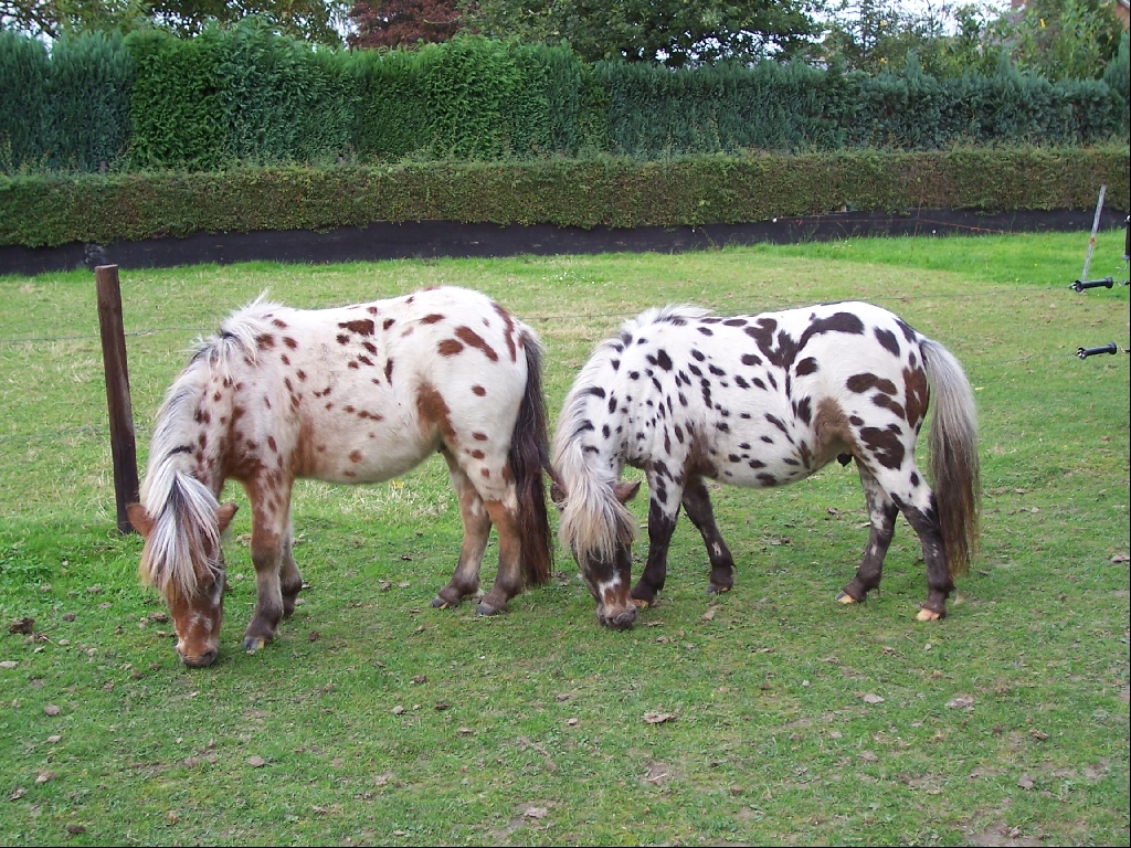 Mini-pferden appaloosa Abstammung. mit papieren v.Rheinland - Pferde - Merkelbeek NL